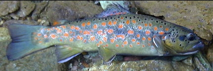 Salmo trutta